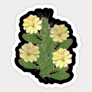 Cactus - cactus flower - flower - flora in Africa Sticker